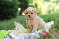 Taylor, a female Maltipoo for sale in Dundee, OH – 8 of 10