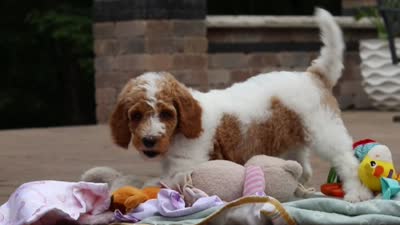 AKC Millie, a female Poodle - Standard  for sale in Dundee, OH – 10 of 10
