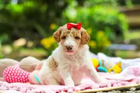 AKC Willow, a female Poodle - Standard  for sale in Dundee, OH – 2 of 8