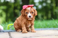 Natasha, a female Cavapoo for sale in Dundee, OH – 2 of 10