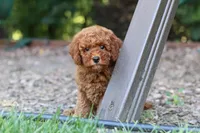 Benji, a male Miniature Goldendoodle for sale in Dundee, OH – 7 of 10