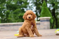 Caleb, a male Miniature Goldendoodle for sale in Dundee, OH – 2 of 10