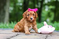 Evelyn, a female Cavapoo for sale in Dundee, OH – 3 of 10