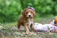 Vivian, a female Cavapoo for sale in Dundee, OH – 5 of 10