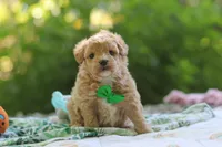 Alex, a male Maltipoo for sale in Dundee, OH – 4 of 5