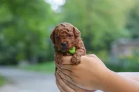 Kobe, a male Goldendoodle for sale in Dundee, OH – 4 of 6