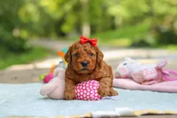 Hannah, a female Goldendoodle for sale in Dundee, OH – 7 of 10