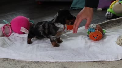 AKC Ruby, a female Miniature Dachshund for sale in Dundee, OH – 6 of 6
