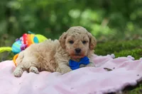 AKC Kent, a male Poodle - Toy  for sale in Dundee, OH – 9 of 10