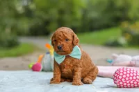 Clark, a male Goldendoodle for sale in Dundee, OH – 4 of 7