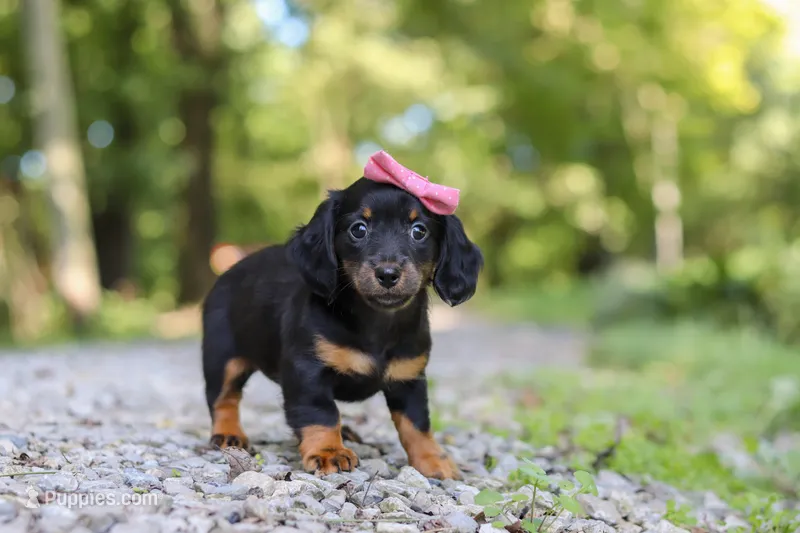 AKC Everly – Miniature Dachshund puppy for sale in Dundee, OH