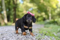 AKC Everly, a female Miniature Dachshund for sale in Dundee, OH – 1 of 8