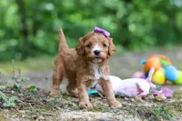 Vivian, a female Cavapoo for sale in Dundee, OH – 3 of 10