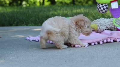 Benji, a male Maltipoo for sale in Dundee, OH – 6 of 6
