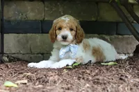 AKC Nash, a male Poodle - Standard  for sale in Dundee, OH – 6 of 10