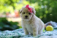 Nicole, a female Maltipoo for sale in Dundee, OH – 5 of 6