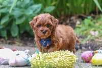 Sparky, a male Miniature Goldendoodle for sale in Dundee, OH – 5 of 10