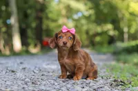 AKC Elle, a female Miniature Dachshund for sale in Dundee, OH – 5 of 8