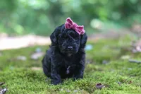 AKC Belle, a female Poodle - Toy  for sale in Dundee, OH – 3 of 8