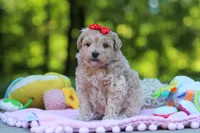 Taylor, a female Maltipoo for sale in Dundee, OH – 2 of 6