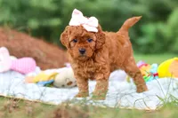 Bella, a female Goldendoodle for sale in Dundee, OH – 2 of 6