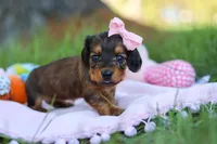 Ellie, a female Miniature Dachshund for sale in Dundee, OH – Photo 5 of 9