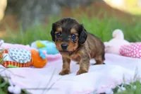 Ellie, a female Miniature Dachshund for sale in Dundee, OH – Photo 2 of 9