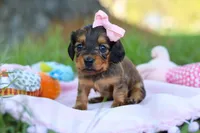 Ellie, a female Miniature Dachshund for sale in Dundee, OH – Photo 4 of 9