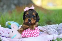 Ellie, a female Miniature Dachshund for sale in Dundee, OH – Photo 9 of 9