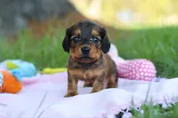 Ellie, a female Miniature Dachshund for sale in Dundee, OH – Photo 6 of 9