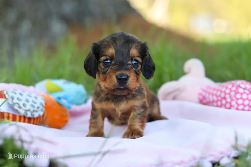 Ellie – Miniature Dachshund puppy on hold in Dundee, OH