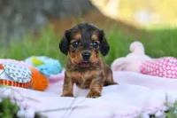 Ellie, a female Miniature Dachshund for sale in Dundee, OH – Photo 1 of 9