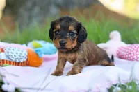 Ellie, a female Miniature Dachshund for sale in Dundee, OH – Photo 7 of 9