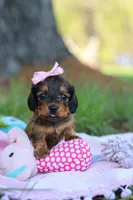 Ellie, a female Miniature Dachshund for sale in Dundee, OH – Photo 8 of 9