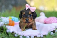 Ellie, a female Miniature Dachshund for sale in Dundee, OH – Photo 3 of 9