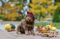 Peaches, a female Bernedoodle for sale in Dundee, OH – 4 of 8