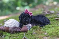 AKC Belle, a female Poodle - Toy  for sale in Dundee, OH – 5 of 8