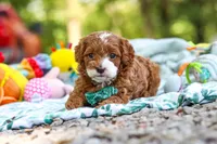 Cooper, a male Cavapoo for sale in Dundee, OH – 7 of 7