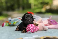 Everly, a female Miniature Dachshund for sale in Dundee, OH – 5 of 10