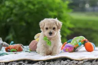 Kobe, a male Maltipoo for sale in Dundee, OH – 7 of 8