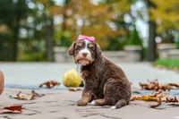 Honey, a female Bernedoodle for sale in Dundee, OH – 6 of 8