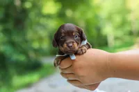 Maverick, a male Miniature Dachshund for sale in Dundee, OH – 2 of 10