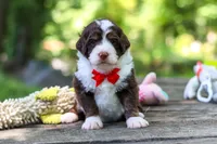 Maverick, a male Bernedoodle for sale in Dundee, OH – 5 of 10