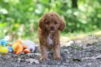 Victor, a male Cavapoo for sale in Dundee, OH – 4 of 10