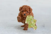 Grace, a female Poodle - Toy  for sale in Dundee, OH – 2 of 9