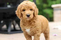 AKC Blaze, a male Poodle - Standard  for sale in Dundee, OH – 4 of 8