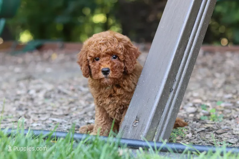 Benji – Miniature Goldendoodle puppy for sale in Dundee, OH