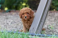 Benji, a male Miniature Goldendoodle for sale in Dundee, OH – 1 of 10