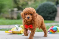 Bodie, a male Goldendoodle for sale in Dundee, OH – 4 of 10