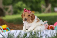 AKC Zoey, a female Poodle - Standard  for sale in Dundee, OH – 3 of 9